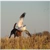 Nellie and Snow Goose