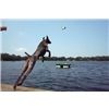 Sadie Dock Diving 2