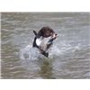 Platte River retrieve