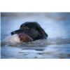 Junior's retrieve