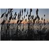 Sunrise over Canvasback Decoys