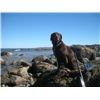 My chocolate lab Reese Eider hunting the Cape Cod shore