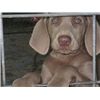 weimaraner
