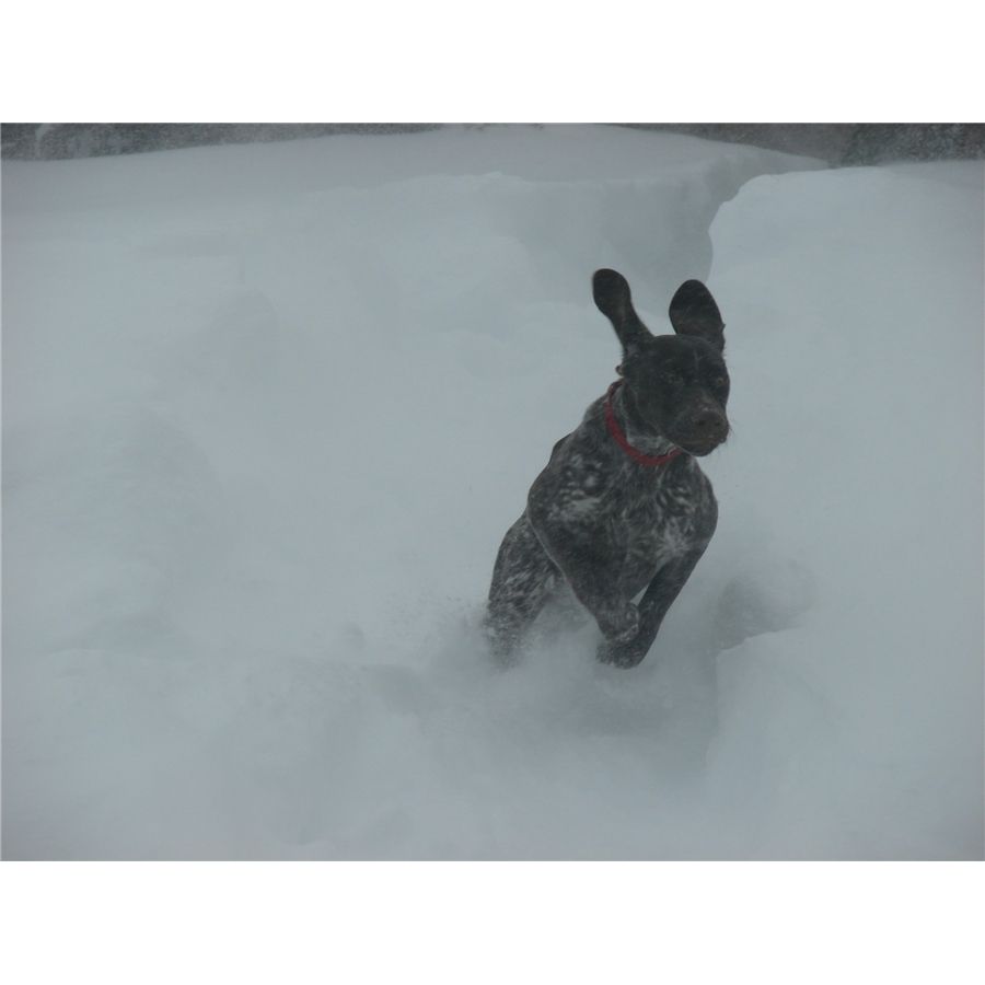 Sadie running in snow