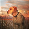 Skeeter overlooking the Alaska Wetlands