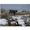 This is Chuck 9 months old Chukar hunting 2010