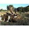 Fallow deer hunting in Australia