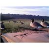 morning hunt