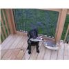 My hunting buddy Chesney when she was 4 months old.  