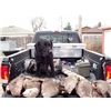 My 3y/o lab  with the geese he retrived