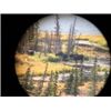 Moose in the scope