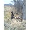 Pheasant Hunting with Shelby (Pudelpointer)