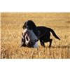 Sable with a goose