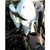 First snow goose band(s)