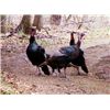 Turkeys