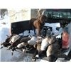 Reese and a pile of birds