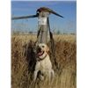 North Dakota Pheasant