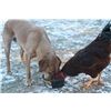 Tough Gun Dog