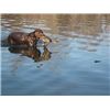 Retrieving a diving shoveler