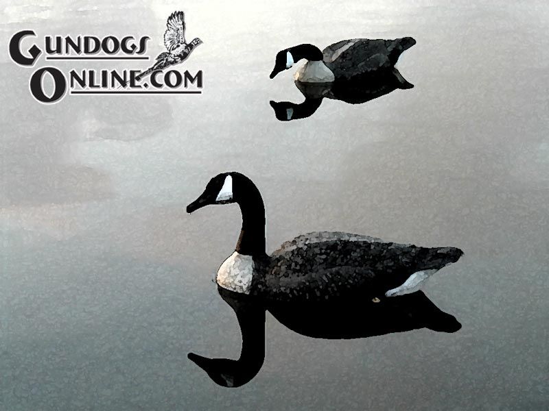 duck hunting wallpaper. Canada Goose