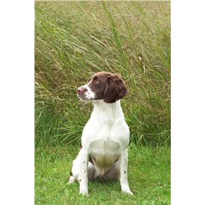 Started - 15 month old Field Bred English Springer Spaniel Hunting Dog ...